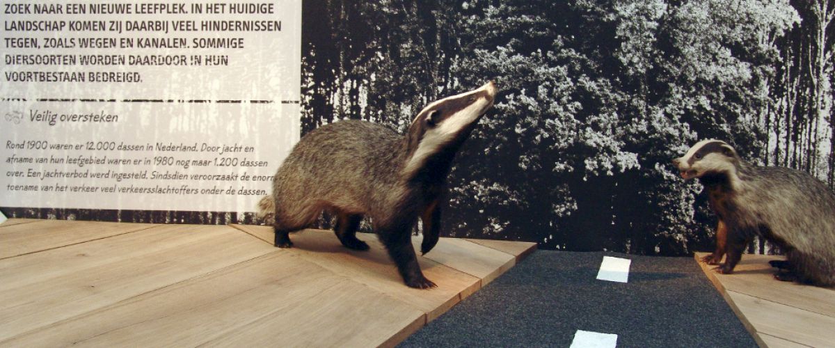 absorptie analyse deuropening Lesbrief - Wilde dieren in Nederland | Museon