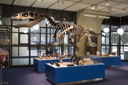 Allosaurus in Museon winkel