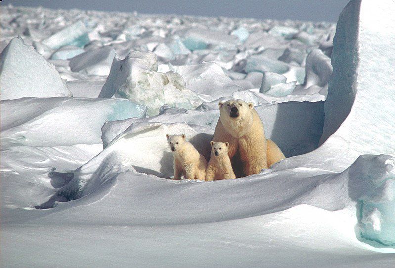 Moeder ijsbeer met haar jongen