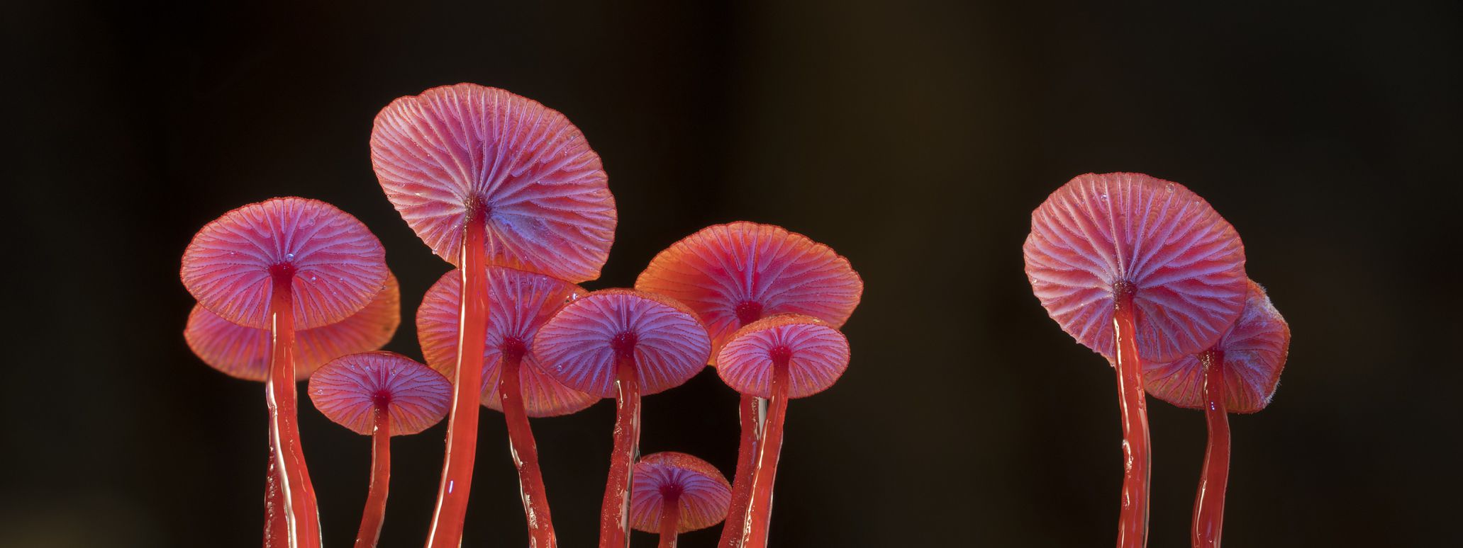 Paddenstoelen in de film Fungi - Web of Life