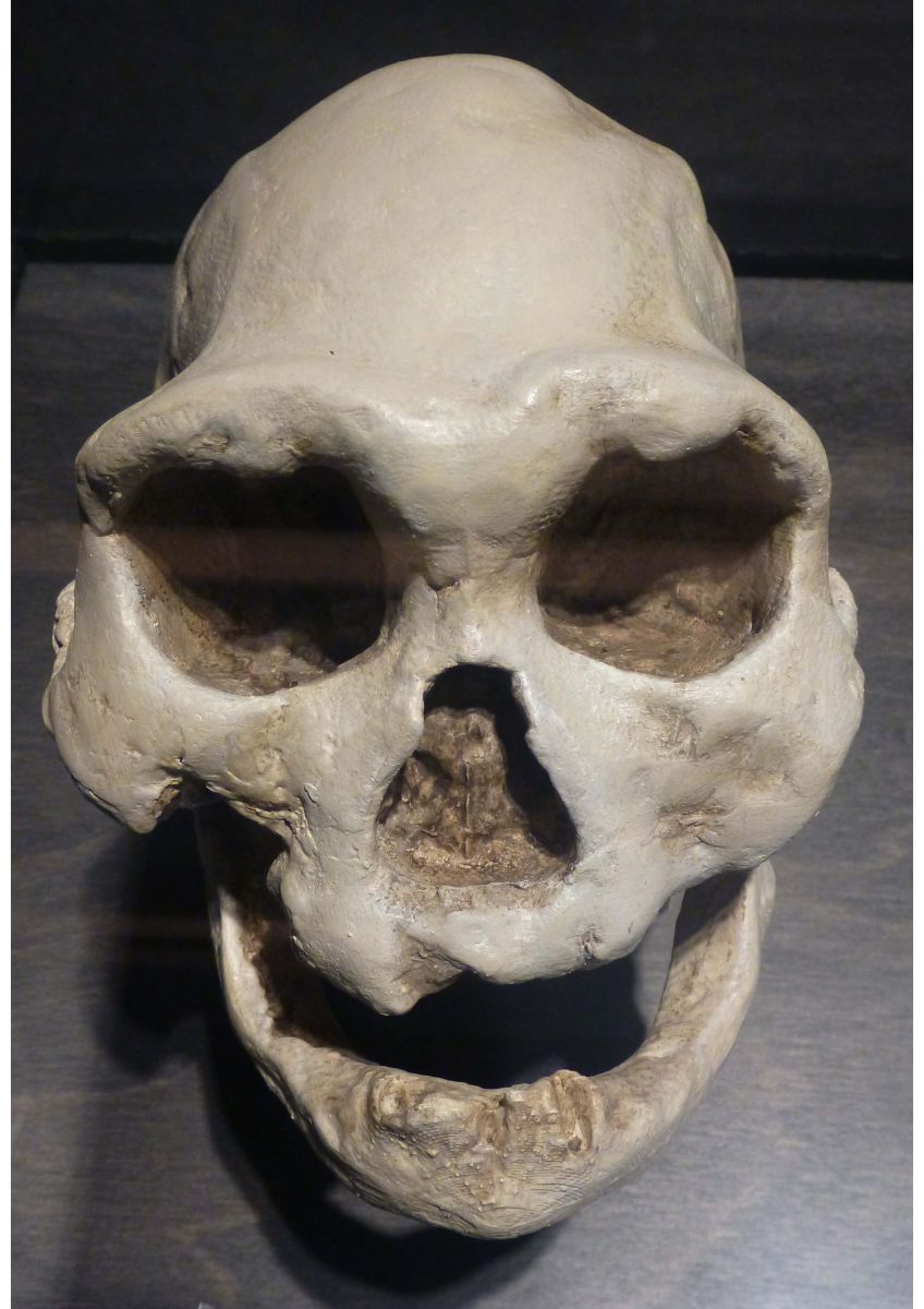 Replica van Dmanisi schedel 4, Georgië (Foto: Paul Storm)